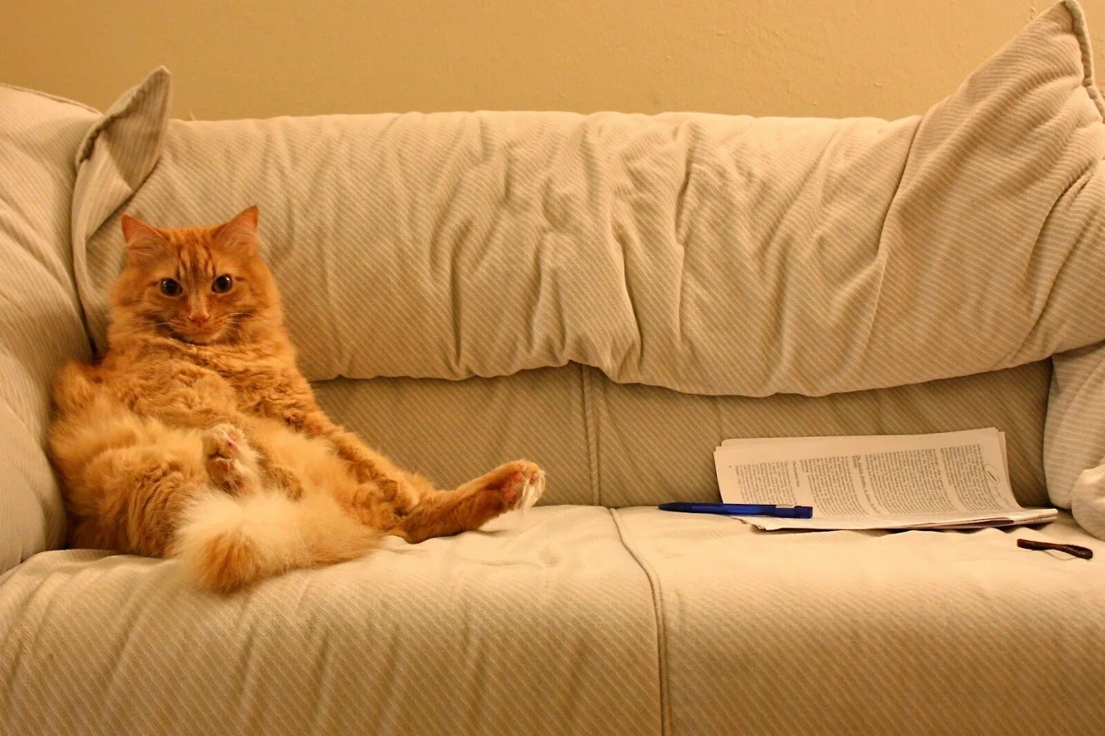 Как писать кошка на диван. Кот на диване. коты на диване. диванчик для кота. наглый кот на диване.