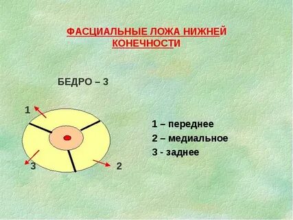 Фасциальное ложе