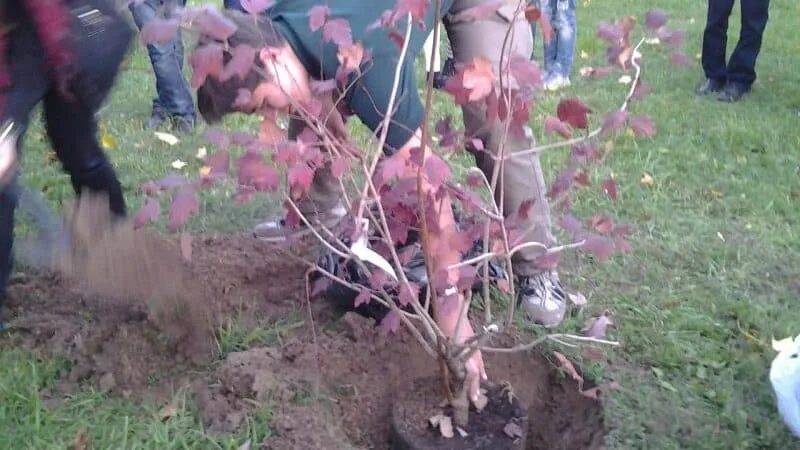 Пересадка калины на новое место. Пересадка калины на новое место. Пересадка калины бульденеж на новое место весной. Корни ирги. Пересадка калины на новое место.