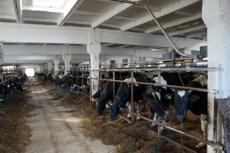 спк колхоз центральный шуйский район. спк центральный контора. колхоз центральный ивановская область. спк центральный. спк центральный.