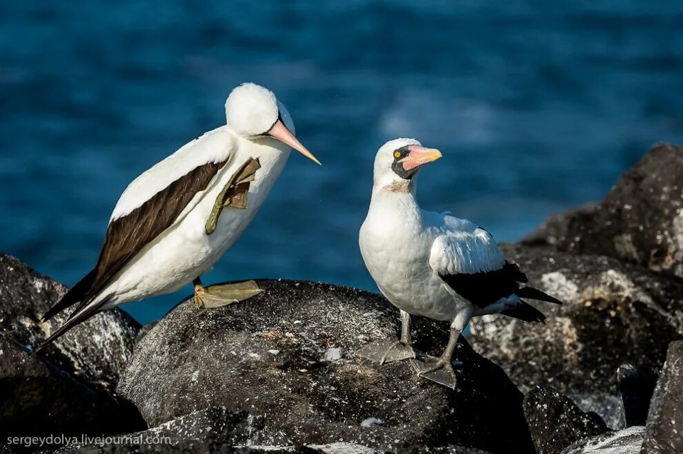 морская игуана и морской лев. галапагосские острова самойлова. галапагосы курт. галапагосские острова южная америка. легенда про птицу галапагос.