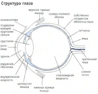 Последовательность структуры глаза