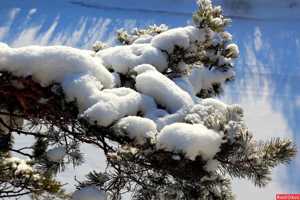 елка зимой. заснеженные сосны. деревья в снежном уборе. в снежной шапке сосна. маленькие сосны в лесу зимой.