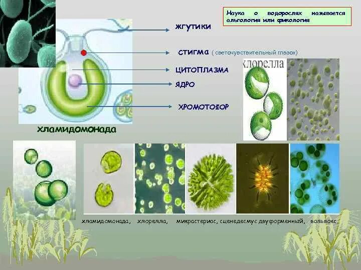 Среда обитания хлореллы. Хлорелла строение. Строение хламидомонады и хлореллы. Хлорелла царство. Хлорелла водоросль строение.