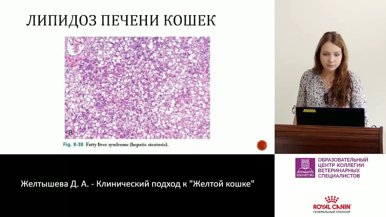 Как лечить печень у кошки
