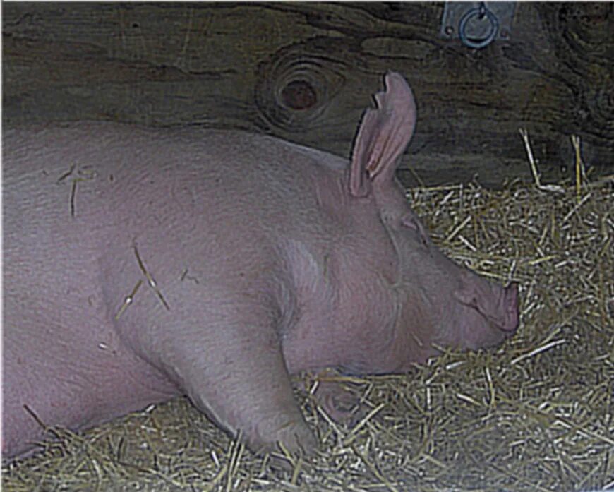 Файл pig pdf был выложен