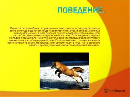 Время лисе