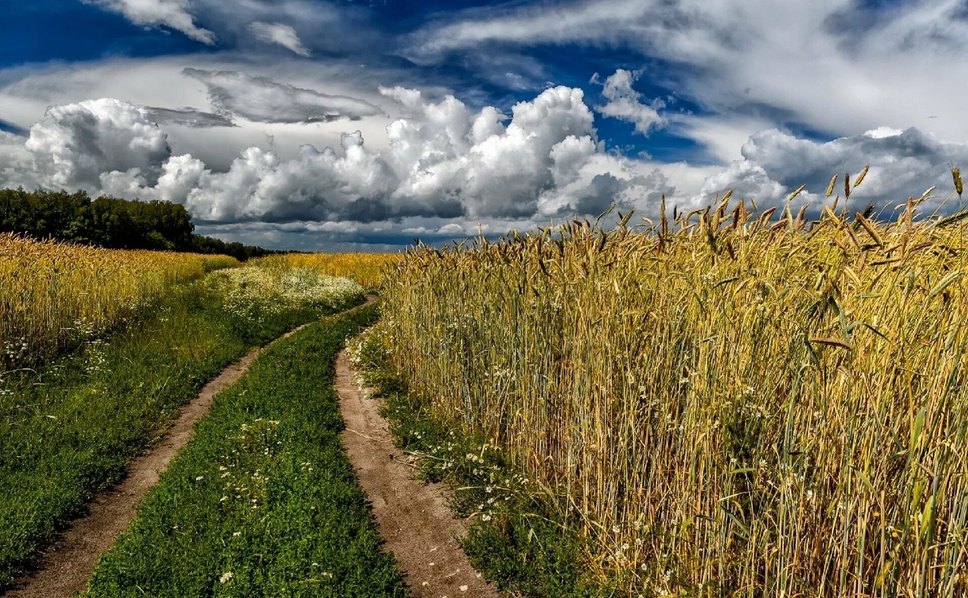 The road in the rye. Поля Острогожск рожь. Поле ржи Россия. Пшеничное поле Алексеевский район РТ. Рожь пшеница в поле России.