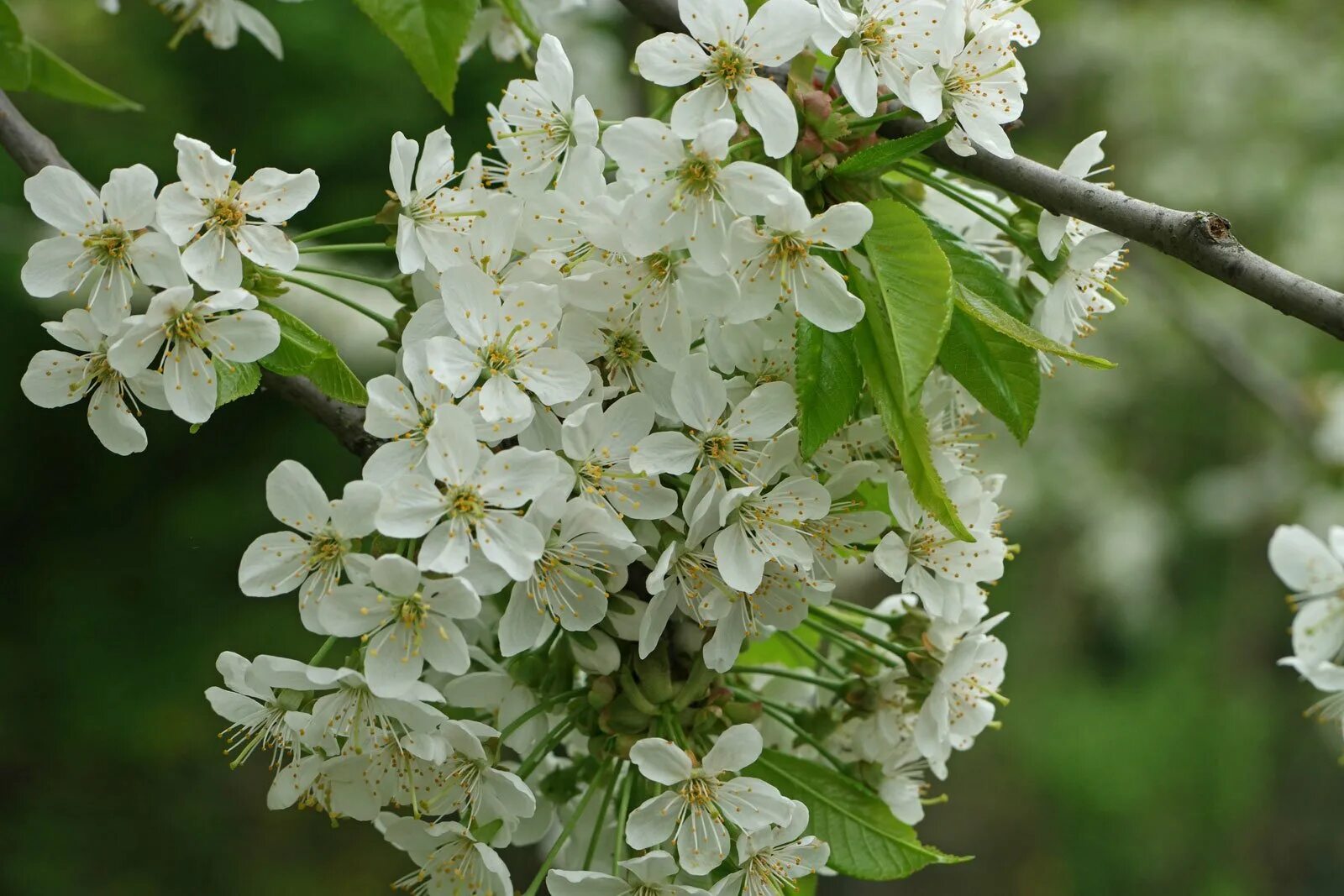 Prunus перевод. Вишня Птичья Prunus avium. Вишня Птичья – Cerasus avium. Черешня/вишня Птичья (Prunus Ревна). Вишня Птичья плена Prunus avium Plena.