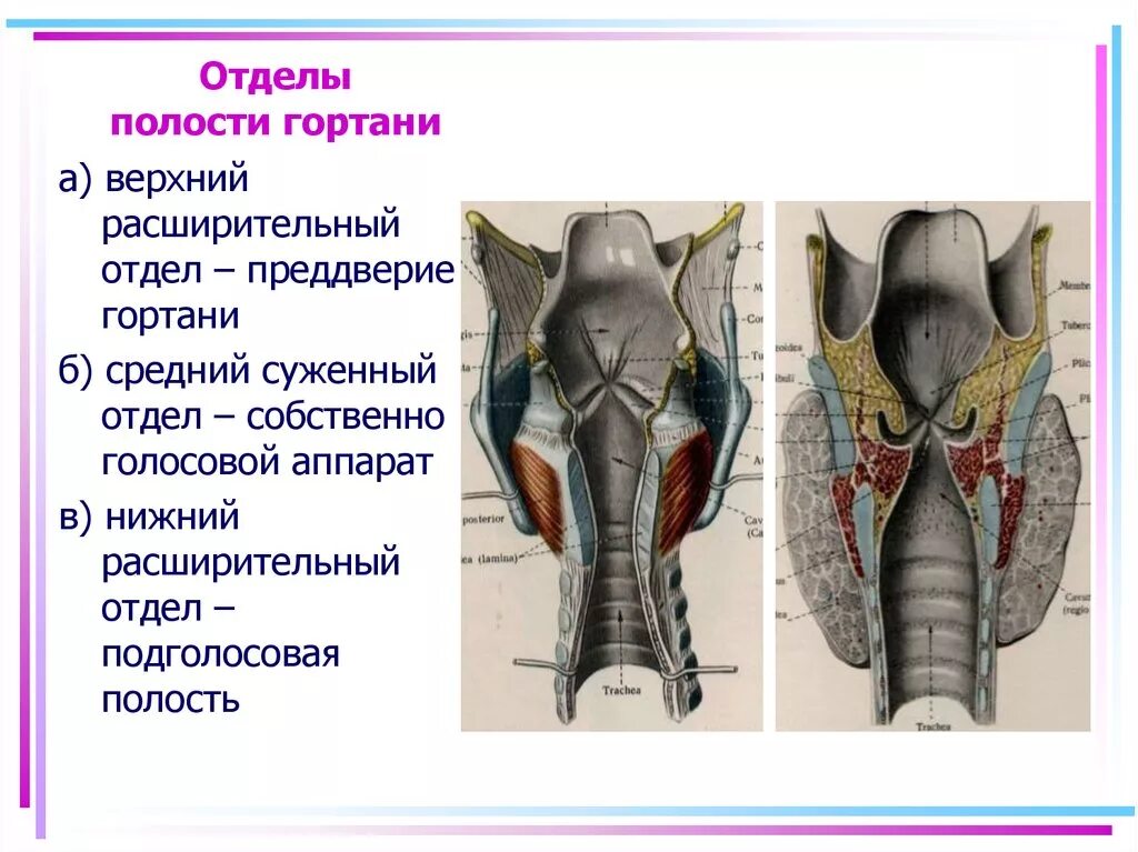 Верхняя расширенная часть. Отделы гортани анатомия. Полость гортани отделы межжелудочковой. Гортань преддверие межжелудочковый отдел. Гортань строение подголосовая.