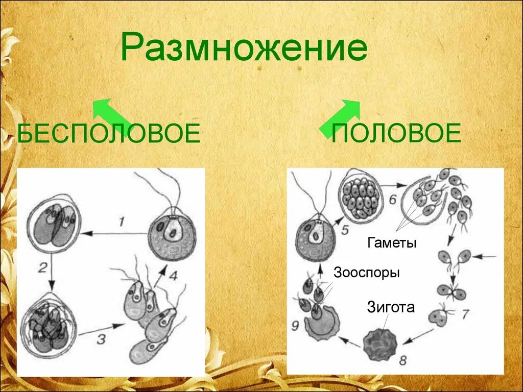 Зооспоры. Размножается с помощью зооспор. Хламидомонада размножение зооспорами. Схема полового и бесполового размножения.