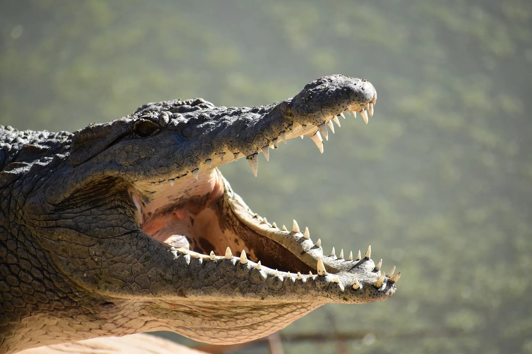 Крокодилы открывают рот. Гребнистый крокодил челюсть. Пасть крокодила. Пасть аллигатора. Крокодил с открытой пастью.