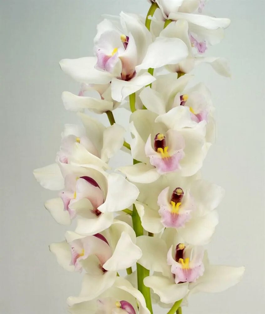 Орхидея купить в оренбурге. Орхидея Цимбидиум. Орхидея Цимбидиум белая. Орхидея Цимбидиум срезка. Цимбидиум Сноукастл.