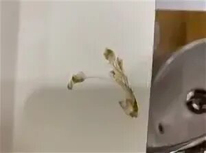 Отхаркивается желто зеленым