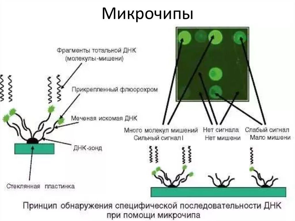 Метод днк идентификации. ДНК микрочипы. Метод ДНК чипов. Метод микрочипов микробиология. ДНК микрочипы принцип метода.