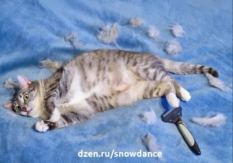 Что делать если кот сильно