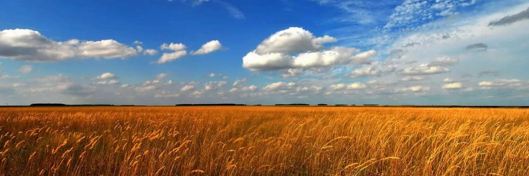 Степи Алтайского края. Кулундинская равнина. Кулундинская степь. Барабинская степь.