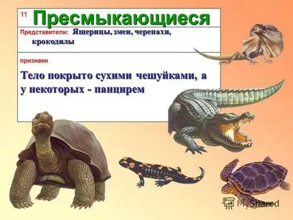 Пресмыкающиеся это кто