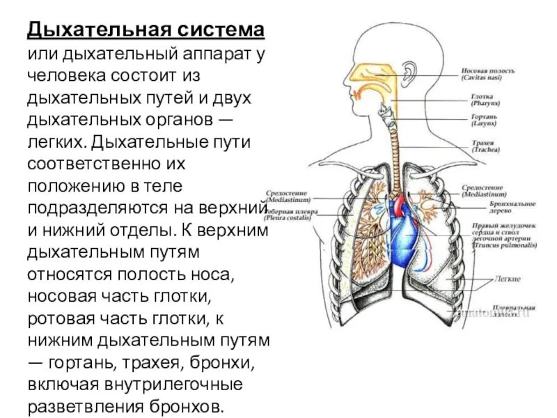 Органы обеспечивающие дыхание человека. Система строения дыхательной системы. Дыхательная система человека анатомия. Строение системы органов дыхания. Анатомические структуры системы органов дыхания.