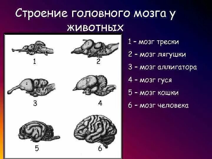 Эволюция развития мозга. Головной мозг животных. Строение головного мозга. Мозг разных животных. Головной мозг строение животные.