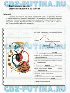 Биология 8 класс стр 43