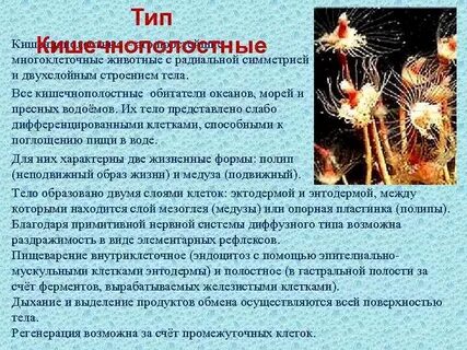 В какую эру появились кишечнополостные