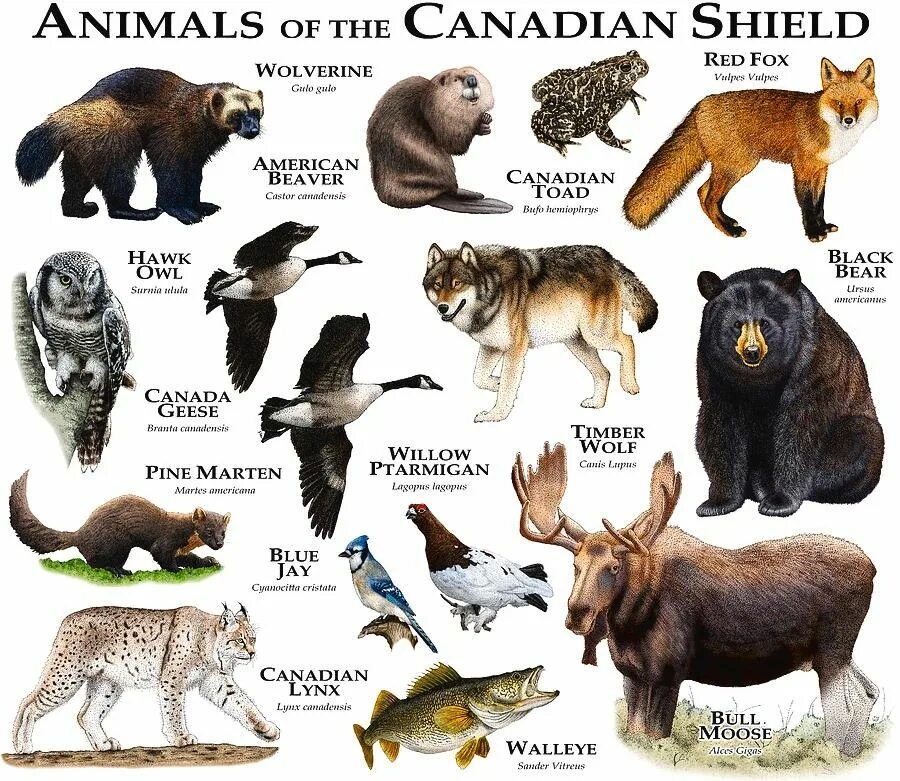 Животные Канады на английском. Канадские животные. Звери Канады. Растительный и животный мир Канады.
