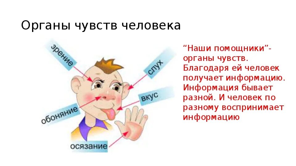 Два органы чувства. Органы чувств человека и их основные функции. Перечислите органы чувств. Сколько органов чувств у человека. Перечислите органы чувств человека.