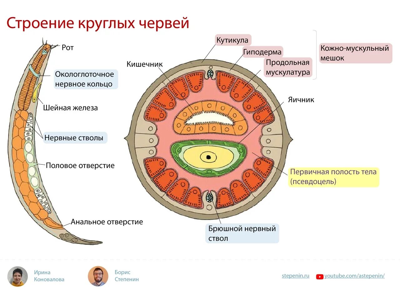 Кожно-мускульный мешок у круглых червей. Круглые черви внутреннее строение. Круглые черви в разрезе строение. Внутреннее строение круглых червей. Мускульный мешок круглых червей