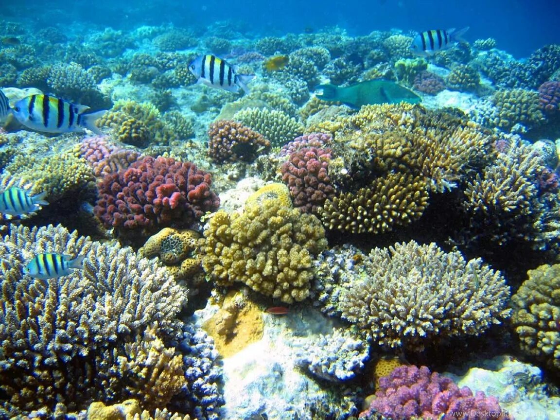 Great barrier reef corals. Коралловый риф в Шарм Эль Шейхе. Большой Барьерный риф коралловые полипы. Раджа-Ампат рифы. Атлантический океан коралловый риф.