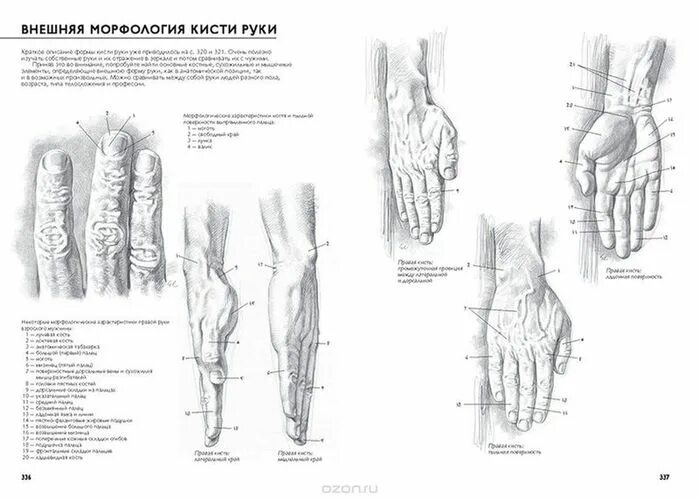 Джованни Чиварди рисование фигуры человека. Рисование фигуры человека полное руководство Джованни Чиварди. Фигура человека в движении», Джованни Чиварди. Джованни Чиварди изображение кисти и стопы.