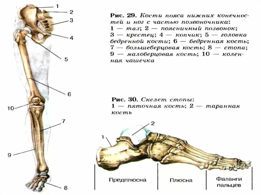 Части нижней конечности. Скелет нижней конечности человека. Скелет нижней конечности 8 класс. Кости нижней конечности анатомия рисунок. Строение скелета нижних конечностей.