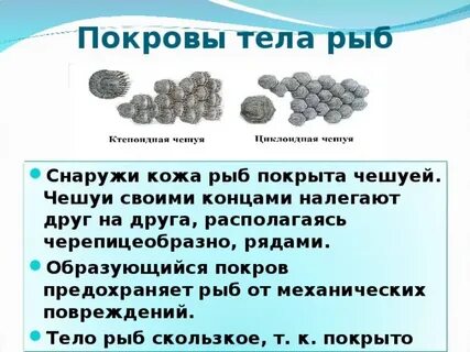 Особенности строения покровов тела у рыб