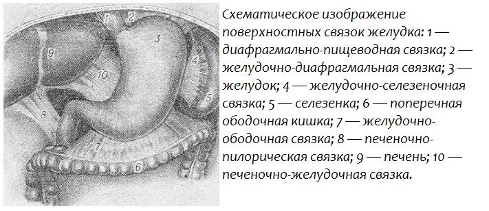 Желудочно ободочная связка. Связки желудка топографическая анатомия. Желудочно селезеночная связка. Связочный аппарат желудка анатомия. Малые размеры селезенки латынь