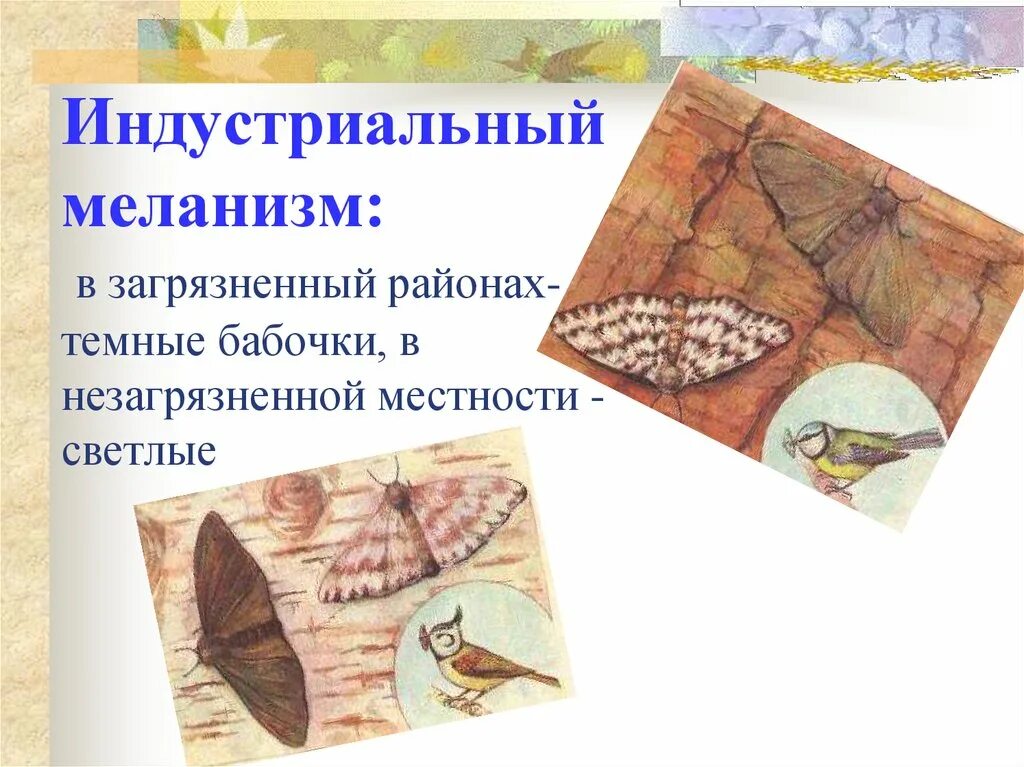 Какой тип питания характерен для пяденицы. Березовая пяденица индустриальный меланизм. индустриальный меланизм у бабочек березовой пяденицы. индустриальный меланизм у бабочек. индустриальный меланизм отбор.