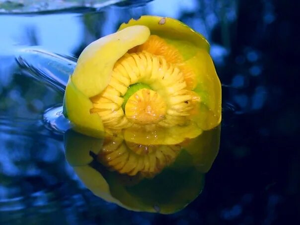 Nuphar Lutea Water Lily Blossom Free photo on Pixabay Water lily, Leaf identif