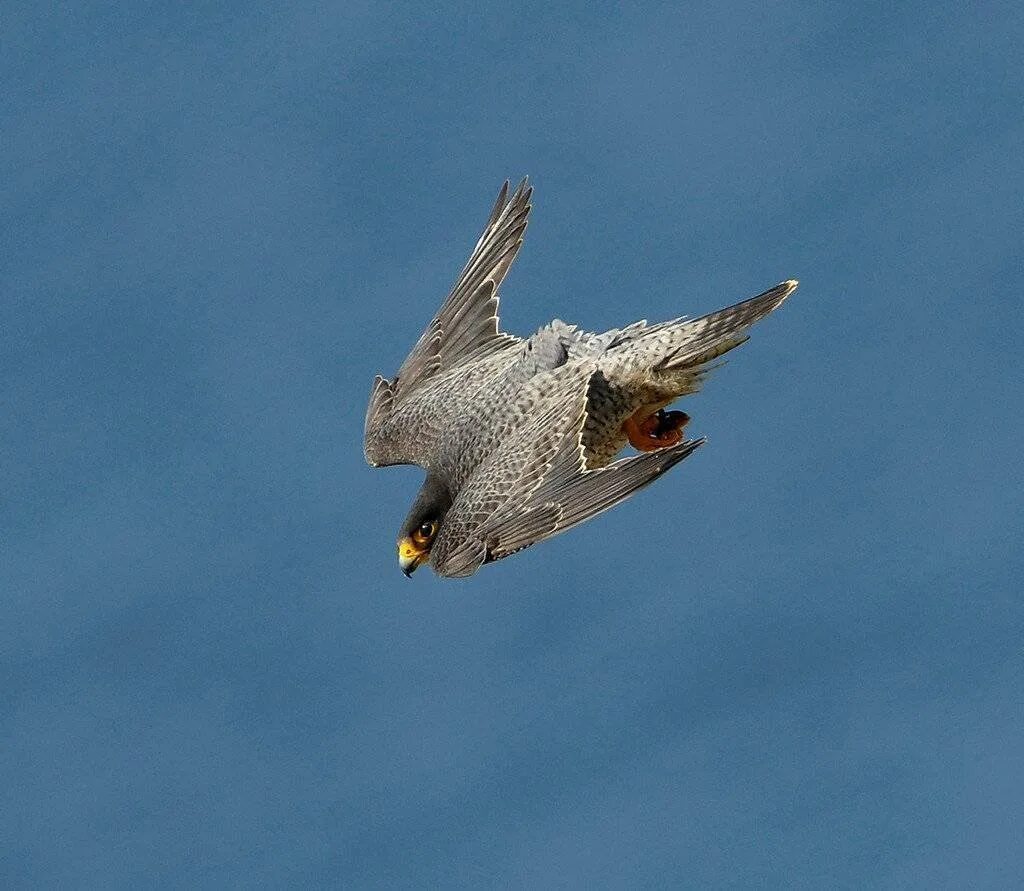 крыло птицы. без крыльев а быстрее птицы с дерева на дерево. крыло птицы строение. для чего птицам крылья. разные формы крыльев у птиц.