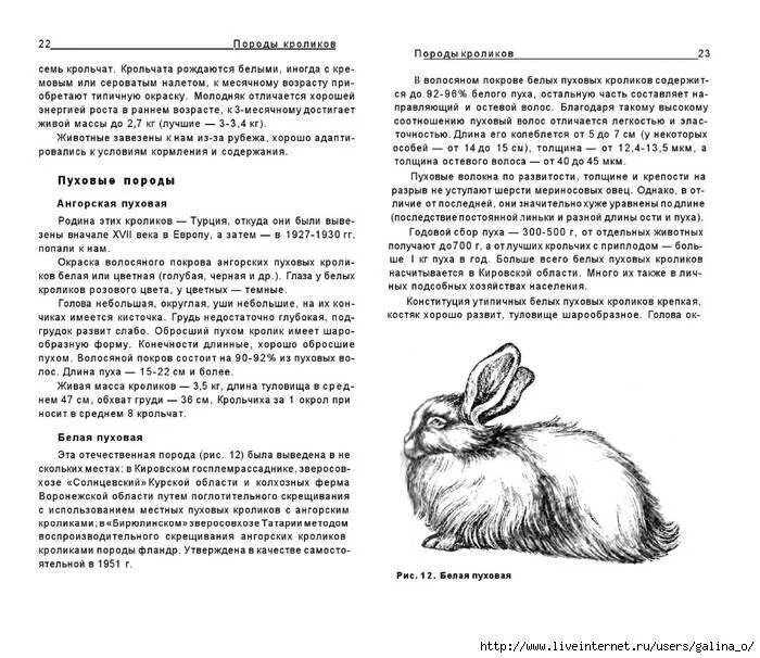 Линька зайца при изменении длины светового дня. Особенности содержания и кормления пуховых пород кроликов. Меховые породы кроликов. Породы пуховых кроликов. Содержание пуховых кроликов.