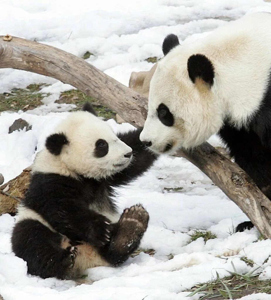 Pandas union