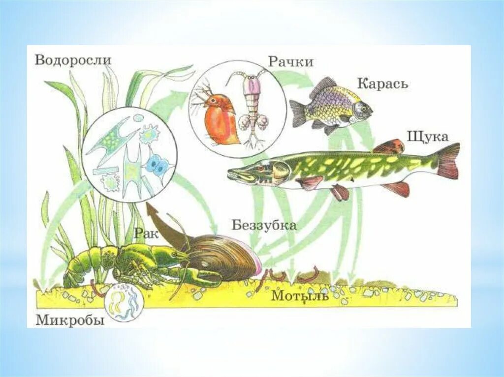 Схема круговорота веществ в сообществе водоема 3. Схема круговорота веществ в сообществе водоема окружающий мир. Нарисуй схему круговорота веществ в сообществе водоема 3. Круговорот веществ в водоеме 3 класс схема. Цепи питания на озерах