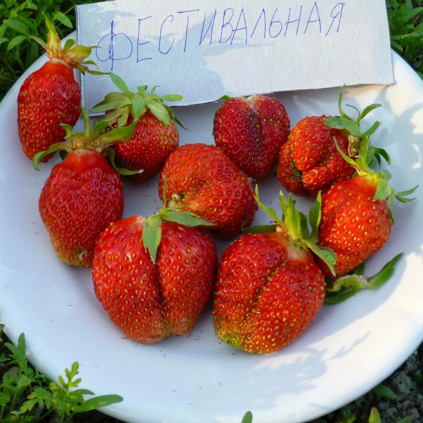 Какой сорт клубники выбрать. Земляника крупноплодная Фестивальная. Клубника Фестивальная ремонтантная.