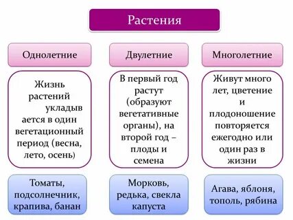 Травянистые растения однолетние двулетние многолетние