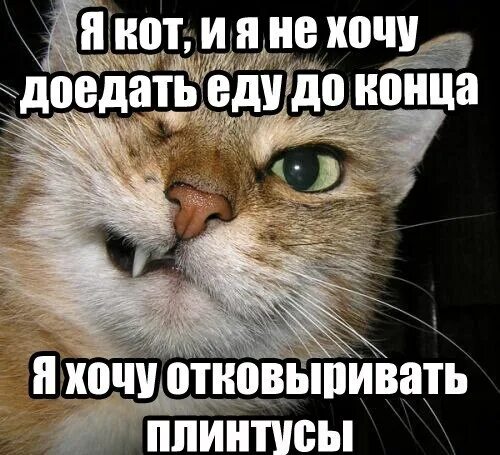 котики приколы. хочу на ручки. хочу кота. мы их спасаем понемножку мы подбираем их в пыли. кошечки надписи.