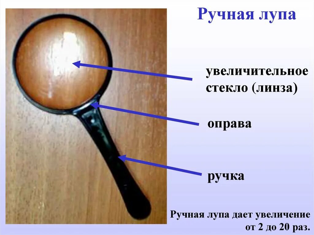 Рассмотрите с помощью лупы. Увеличительные приборы 6 класс биология. части лупы. ручная лупа. строение ручной лупы.