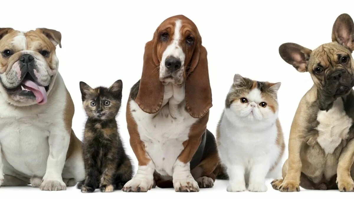 Pets. Кошки и собаки картинки милые. Pet loss grief. Документы на собаку. Pets are our friends.