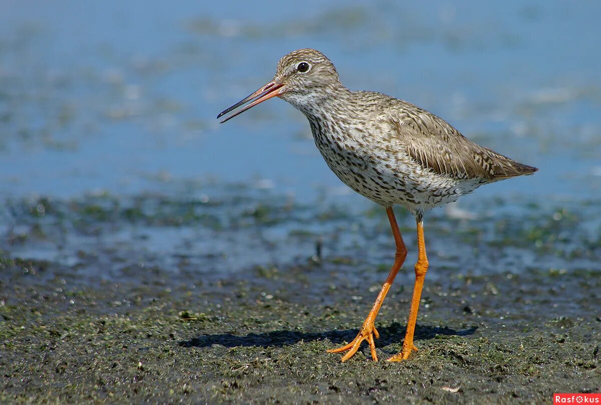 кулик кроншнеп. кулик болотный. болотные птицы представители. кулик самец и самка. ржанкообразные лапы.