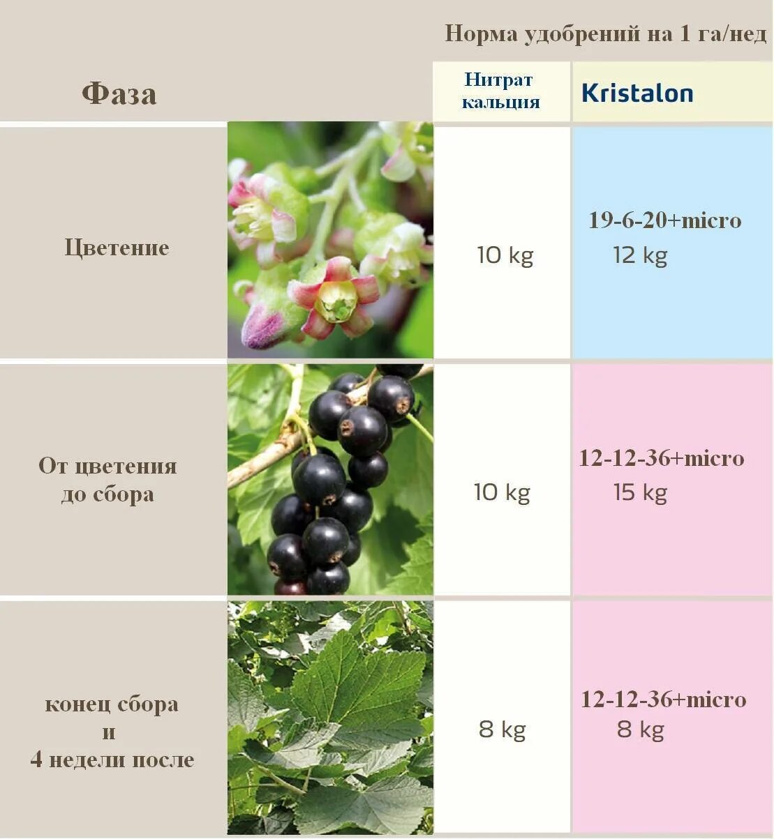 Значение роста в жизни смородины. Таблица подкормки черной смородины. Смородина удобрения схема. Таблица подкормки смородины весной. Схема подкормки чёрной смородины.