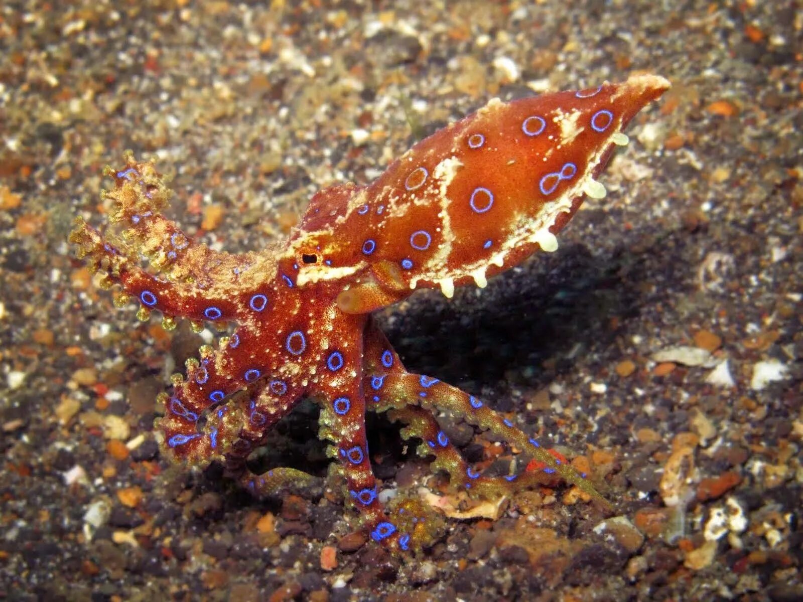Синекольчольчатый осьминог. Тихоокеанский полосатый осьминог. Карликовый осьминог. Головоногие моллюски осьминог Синекольчатый.