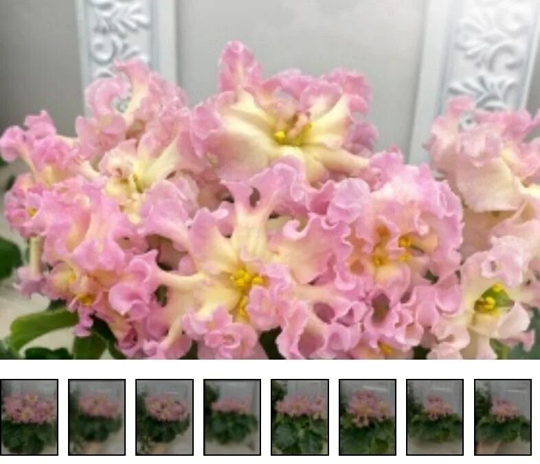 парфюм с ароматом фиалки. фиалка аромат дыни. сенполия бриллиант тиффани. фиалка ле бриллиант тиффани. фиалка аромат дыни.