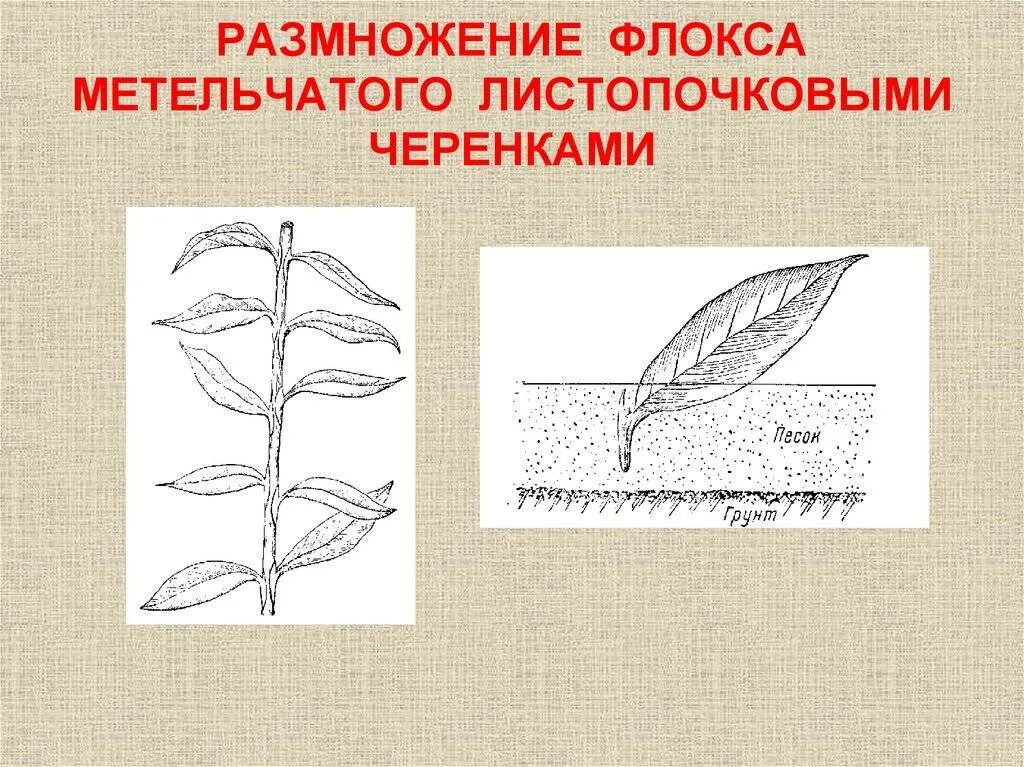 Как размножить черенками летом. Размножение флокса метельчатого черенками. флоксы стеблевые черенки. флокс метельчатый размножение отводками. размножение флоксов стеблевыми черенками.